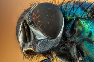 Do flies throw up when they land? - Sensational Tech